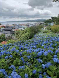 Close-up of purple flowering plants on land against sky