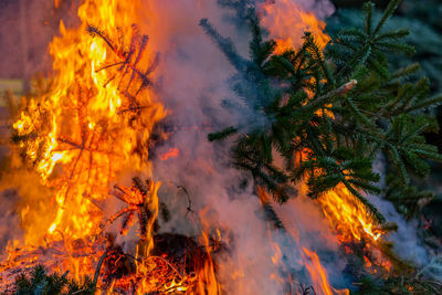 Panoramic view of fire in forest