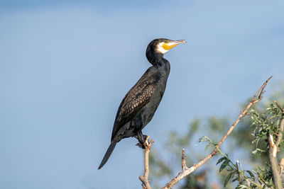 Low angle view of bird perching on branch against sky