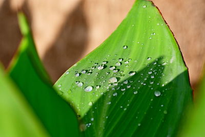 Close-up of raindrops on green leaves during rainy season