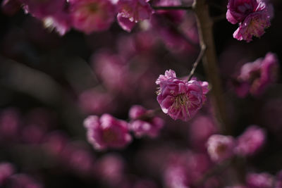 Close-up of pink flowering plant