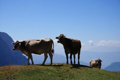 Cows standing on field against sky