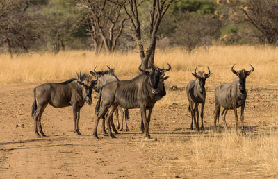 Wildebeests standing a small group in the savannah