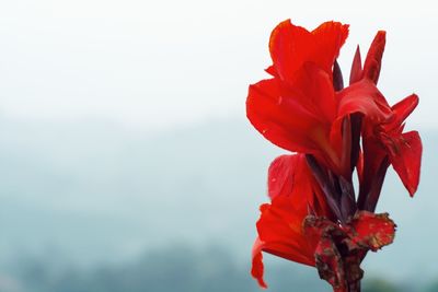 Close-up of red poppy blooming against sky