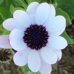 Close-up of white flower