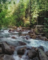 Stream flowing through rocks in forest