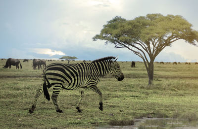 Zebras in a field