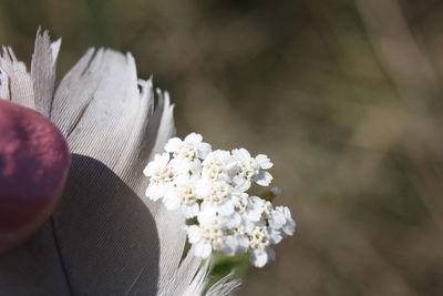 Close-up of white cherry blossom