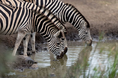 Zebras drinking water in a lake