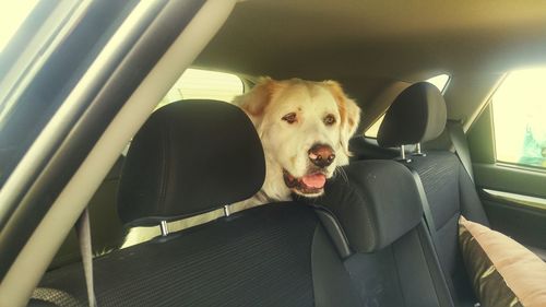 Portrait of dog in car