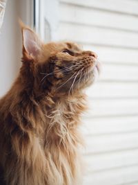 Portrait of a cat sitting on the windowsill