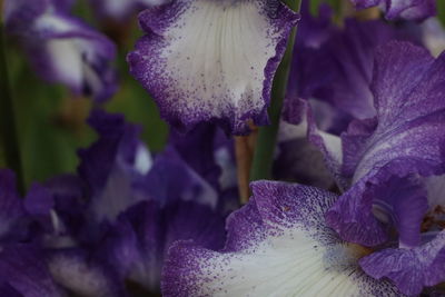 Close-up of wet purple iris