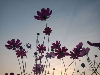 Low angle view of pink flowering plants against sky