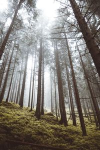 Low angle view of pine trees in forest