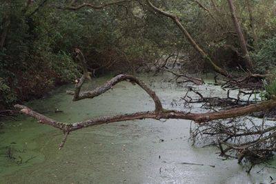 Fallen tree in forest