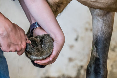 Cropped hands of people removing horseshoe