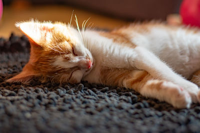 Close-up of cat sleeping