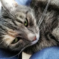 Close-up portrait of a cat