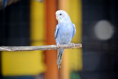 Close-up of parrot perching on floor