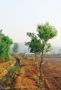 Tree on field against clear sky