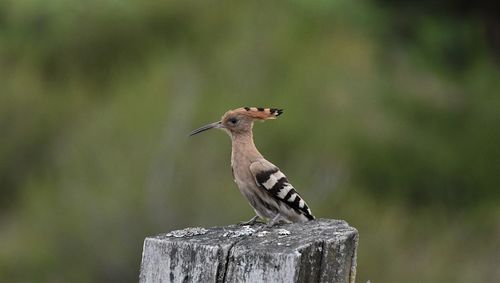 Close-up of bird perching on wooden post