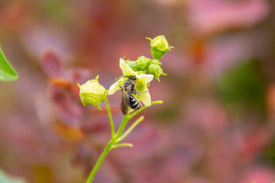 Close-up of insect on flower