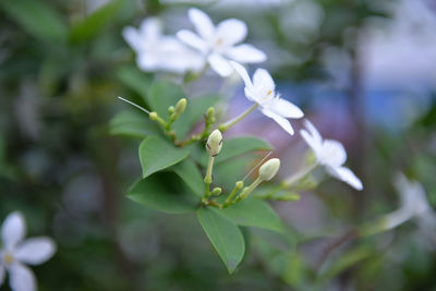 Close-up of flowers