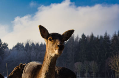 Portrait of horse against sky