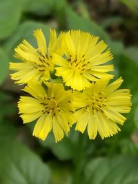 Close-up of yellow flowers blooming outdoors