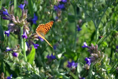 Butterfly pollinating on purple flowering plants