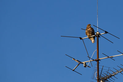 Low angle view of bird perching against clear blue sky