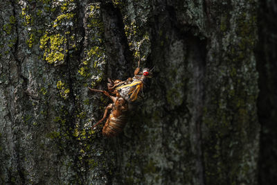 View of tree trunks in forest