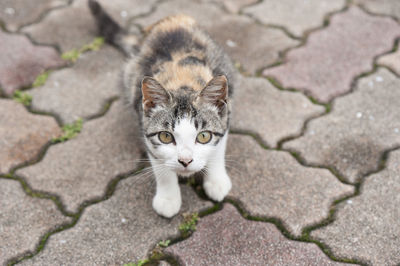 High angle portrait of cat outdoors