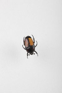 Close-up of insect on white background