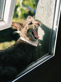 Lizard on a window