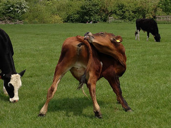 Horse grazing on grassy field