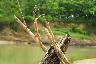 Close-up of plant