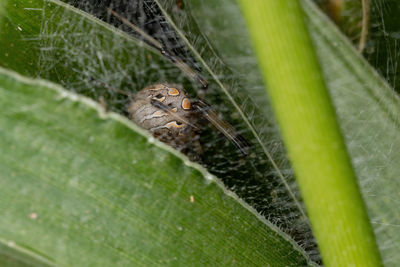 Close-up of insect on leaf