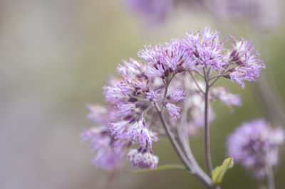 Close-up of purple flower