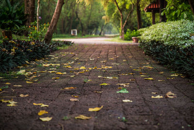 Surface level of footpath amidst trees in park