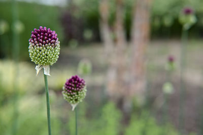 Close-up of pink flowering plant