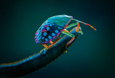 Close-up of insect