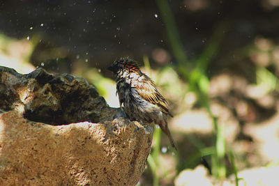 Close-up of bird perching on rock