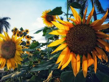 Close-up of sunflower