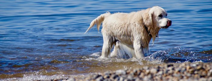 View of dog on beach