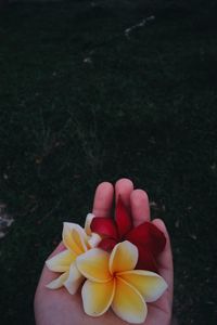 Close-up of hand holding yellow flowering plants