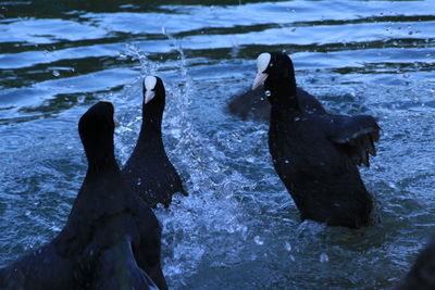 Ducks swimming in water
