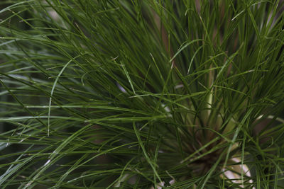 Full frame shot of bamboo plants