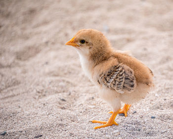 Close-up of chick on sand