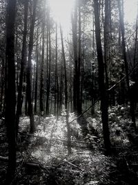 Trees in forest against sky